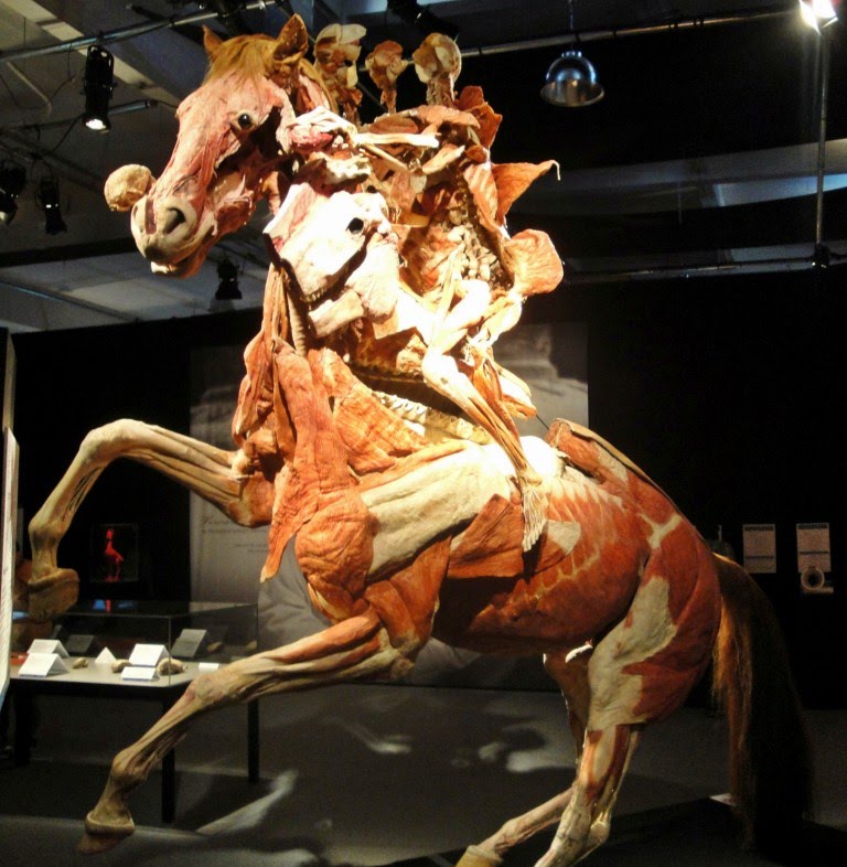 İSTANBUL BODY WORLDS MUSEUM by White HORSE