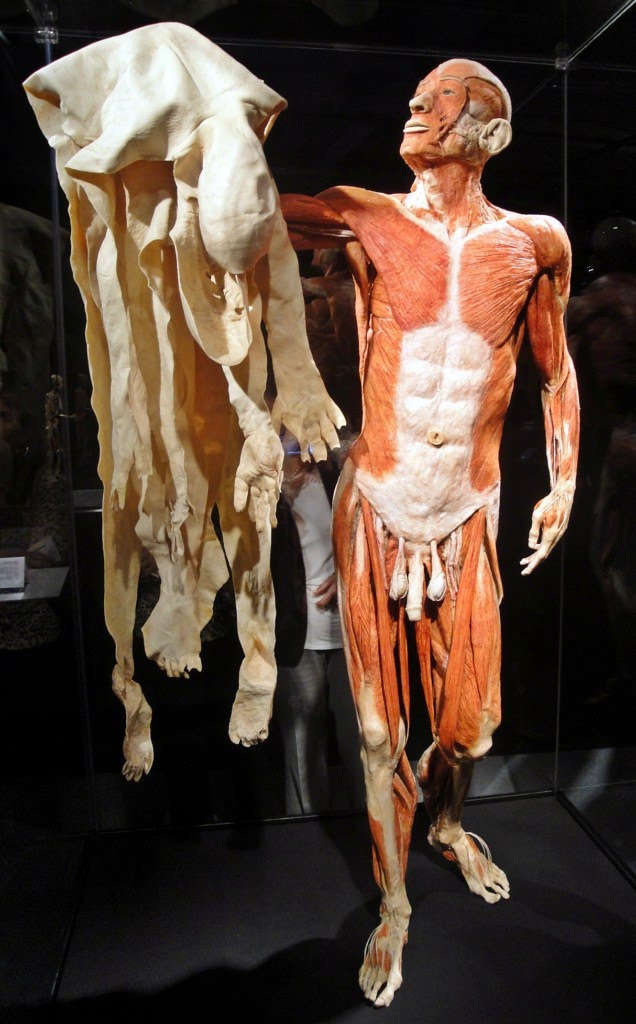 İSTANBUL BODY WORLDS MUSEUM by White HORSE