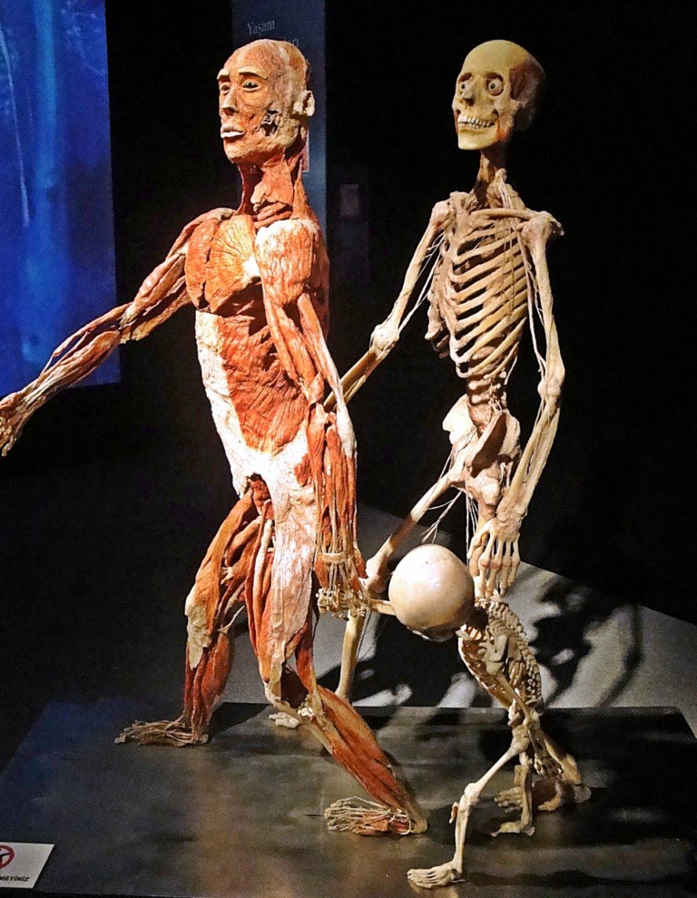 İSTANBUL BODY WORLDS MUSEUM by White HORSE