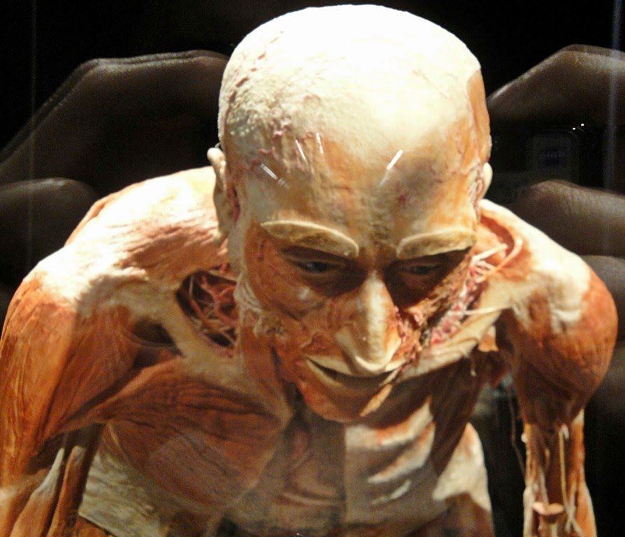 İSTANBUL BODY WORLDS MUSEUM by White HORSE