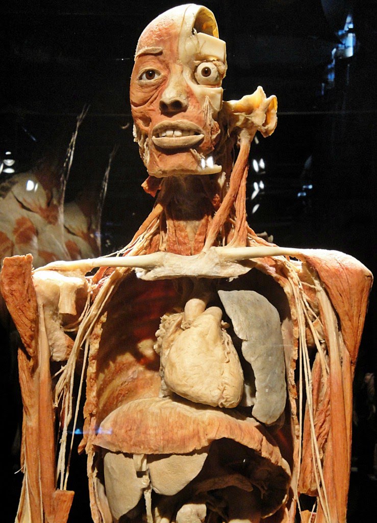 İSTANBUL BODY WORLDS MUSEUM by White HORSE