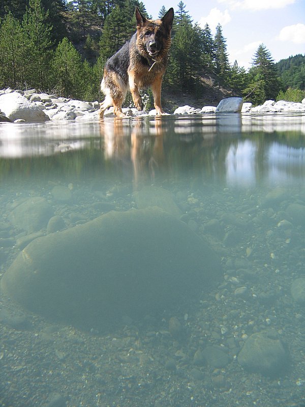 Aliakmonas river and my German shepherd by Αλέξανδρος Σδούκος