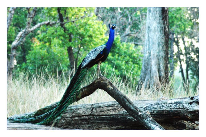 Kanha Peacock by himadri