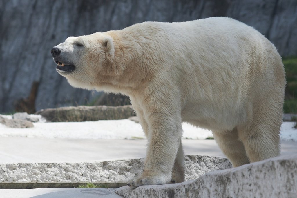 Zoo Karlsruhe by Marcus Hebel