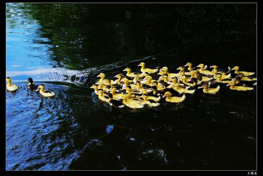 The Duck kaka~~~ 2007 08 17归湖 小鸭子,嘎嘎~~ by 王运达