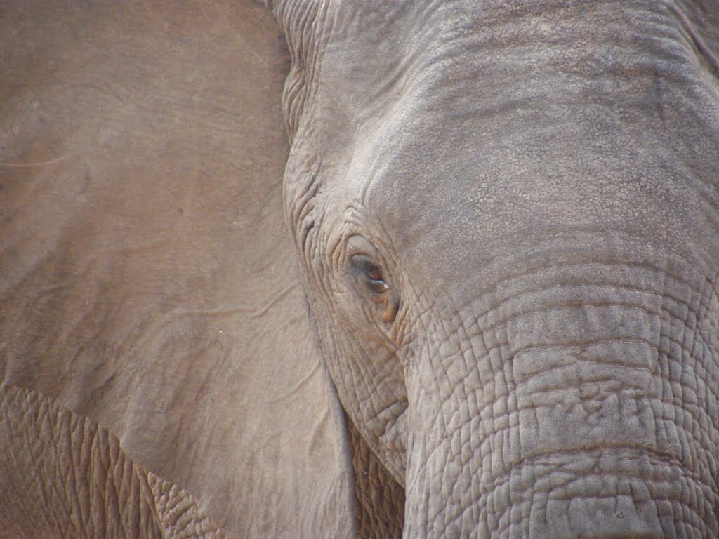 Kruger Park, South Africa by Nicola Fino