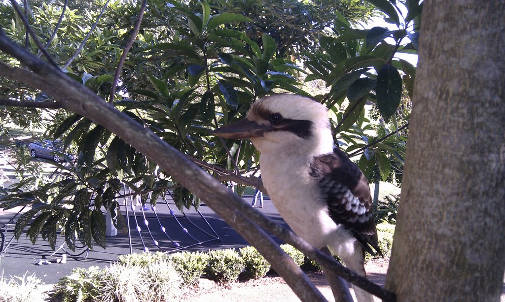 Kookaburra in tree at Melaney by Mark's Photos