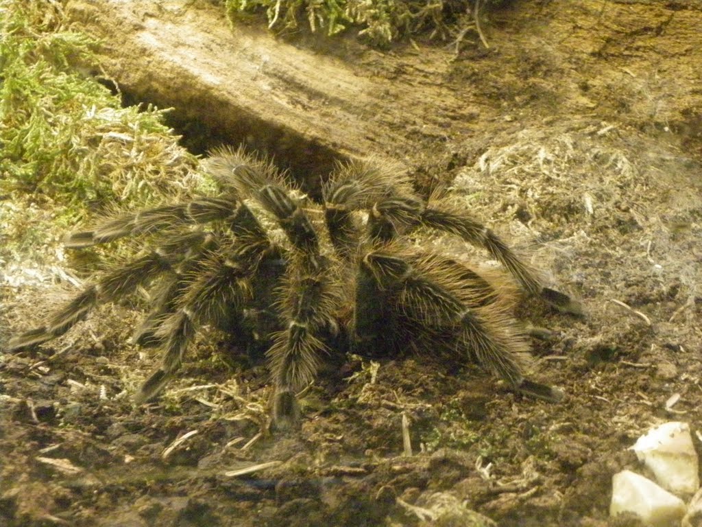 Tarántula, Museo de la Naturaleza de París by GuiaCaravaning