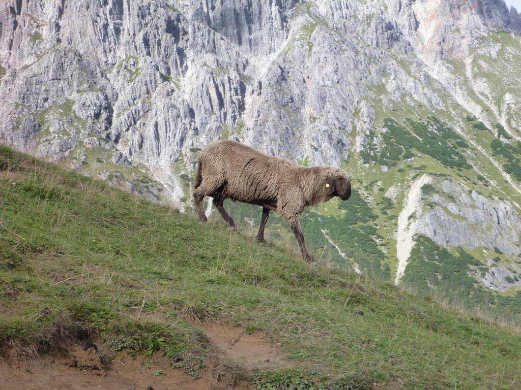 Braunes Bergschaf by Lothar for Panoramio