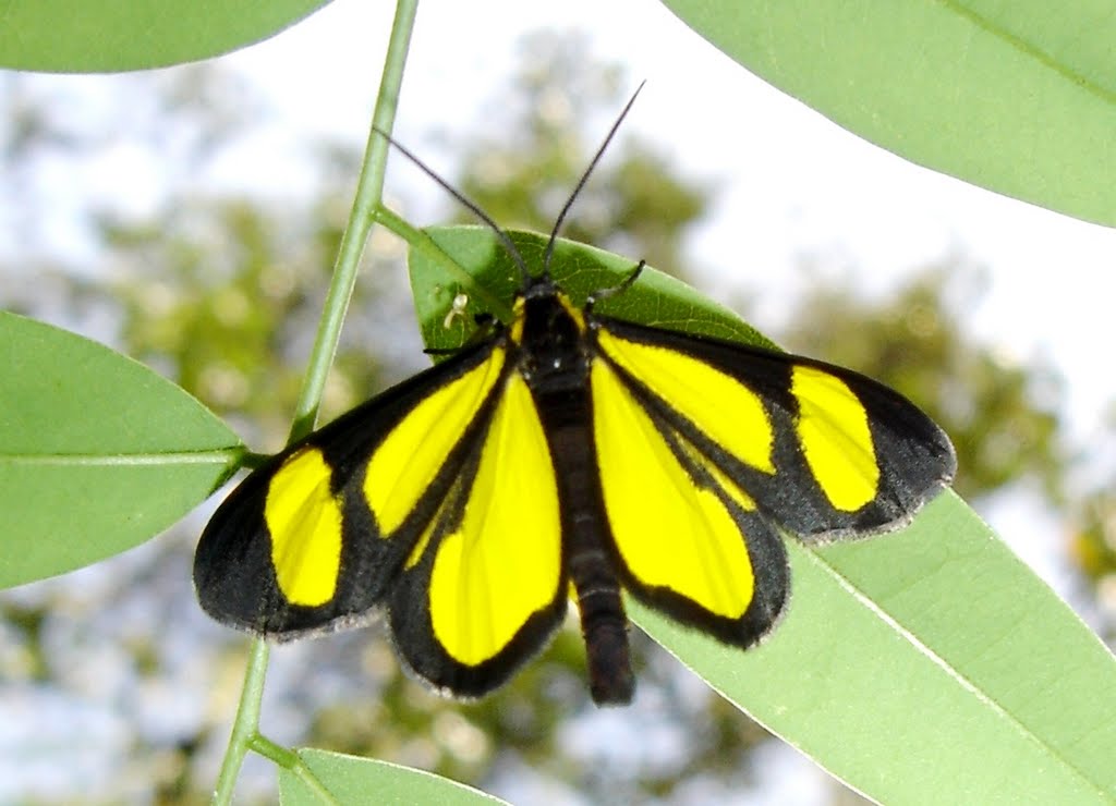 Borboleta - Butterfly - Farfalla - Moth - Motylki - Papillon - Schmetterlinge - Volvoreta - Motýl - Pillangó, бабочка, 蝴蝶, Mariposa - Leptir - метелик. by Aluisio Ribeiro 2