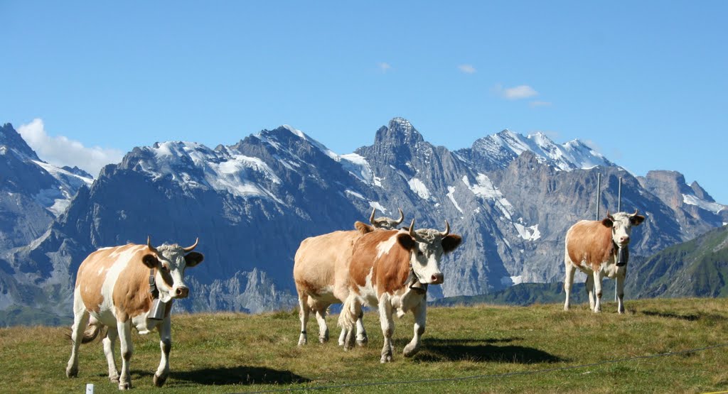 Startled cows by Deborah Cordwell