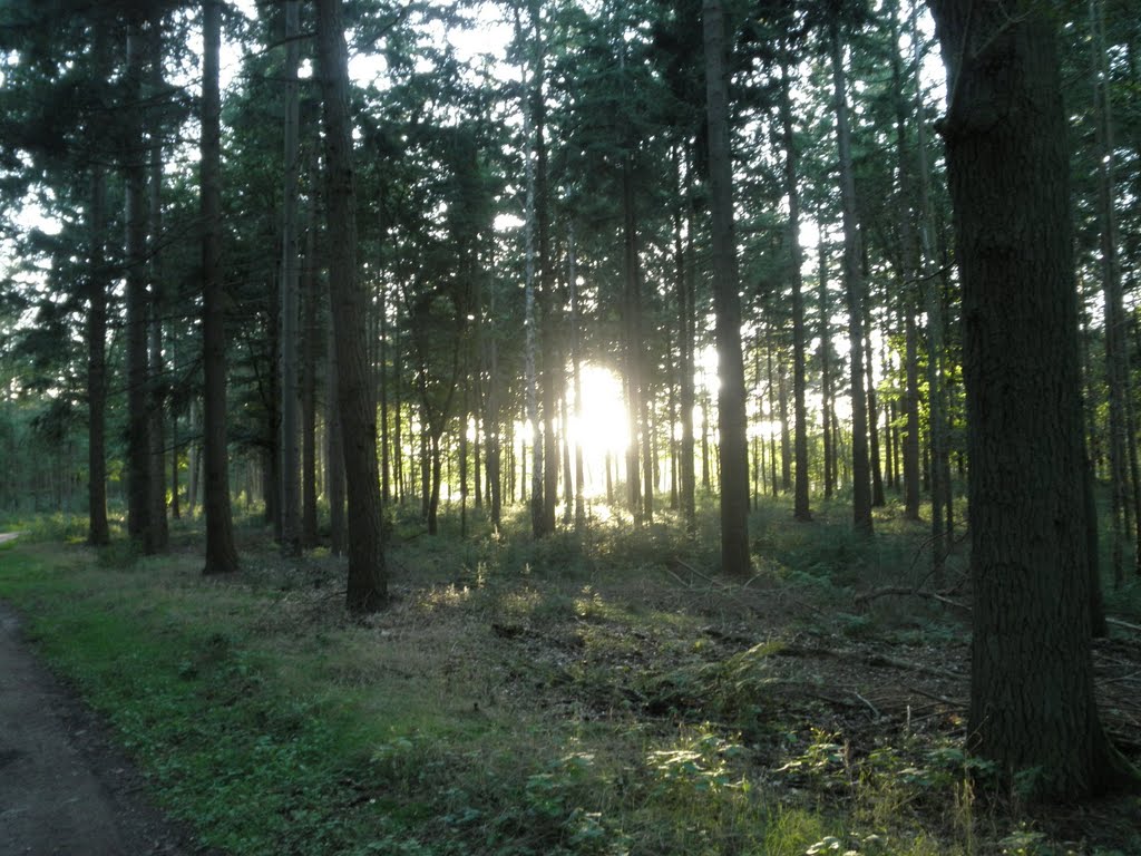 Zonlicht schijnt door de stammen heen , Eveningsun through the trees by Mart61