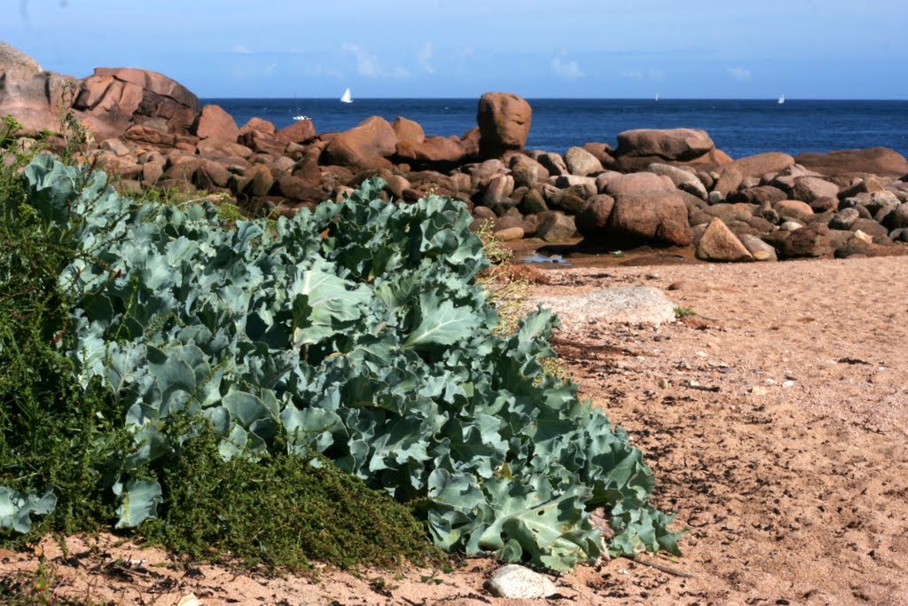 Chou de mer à l'île Renote, Trégastel by Erwan31