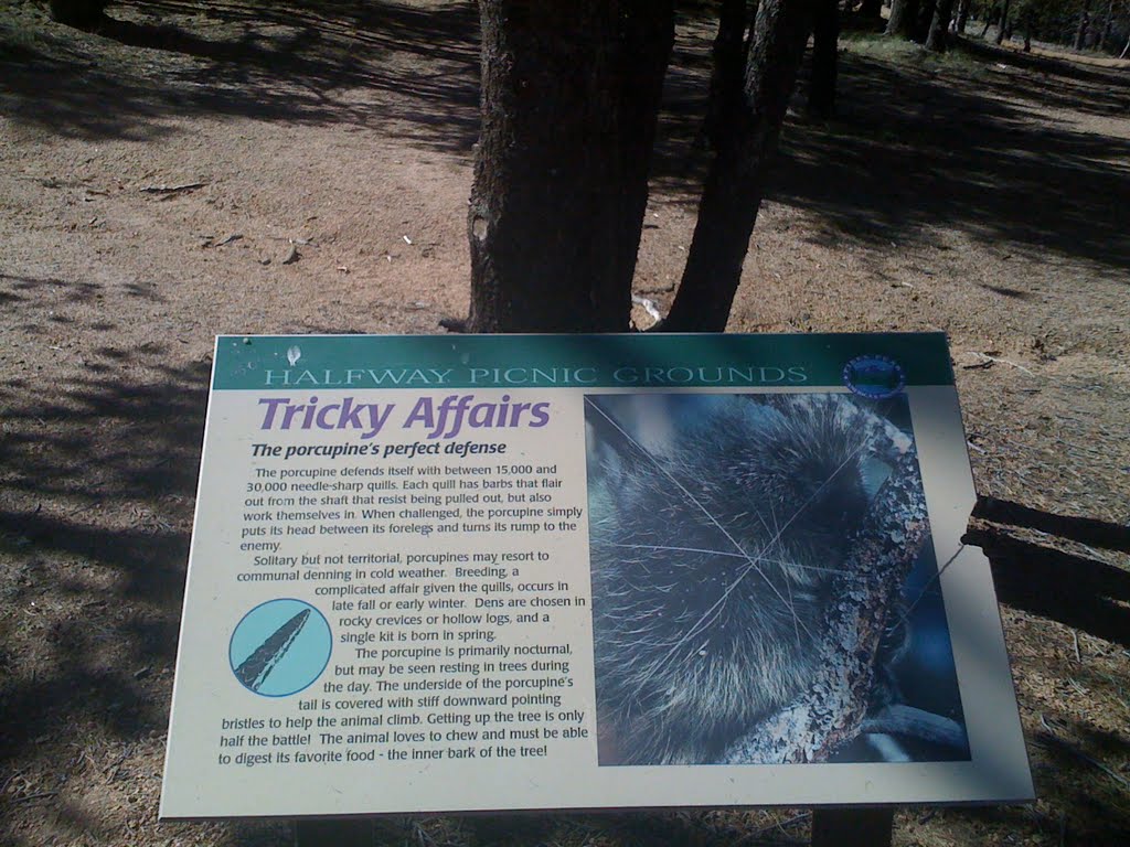 Pikes Peak Drive, Colorado - Wildlife Sign by Curtis Conkey