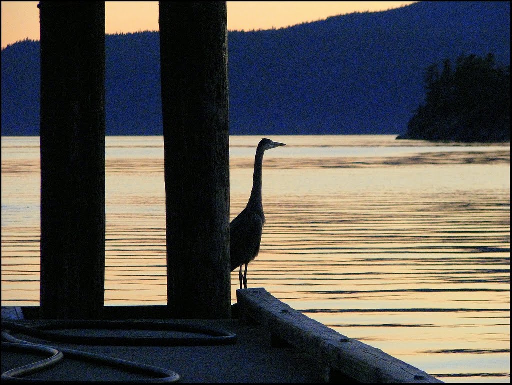 Heron on the Gas Dock by Nawitka