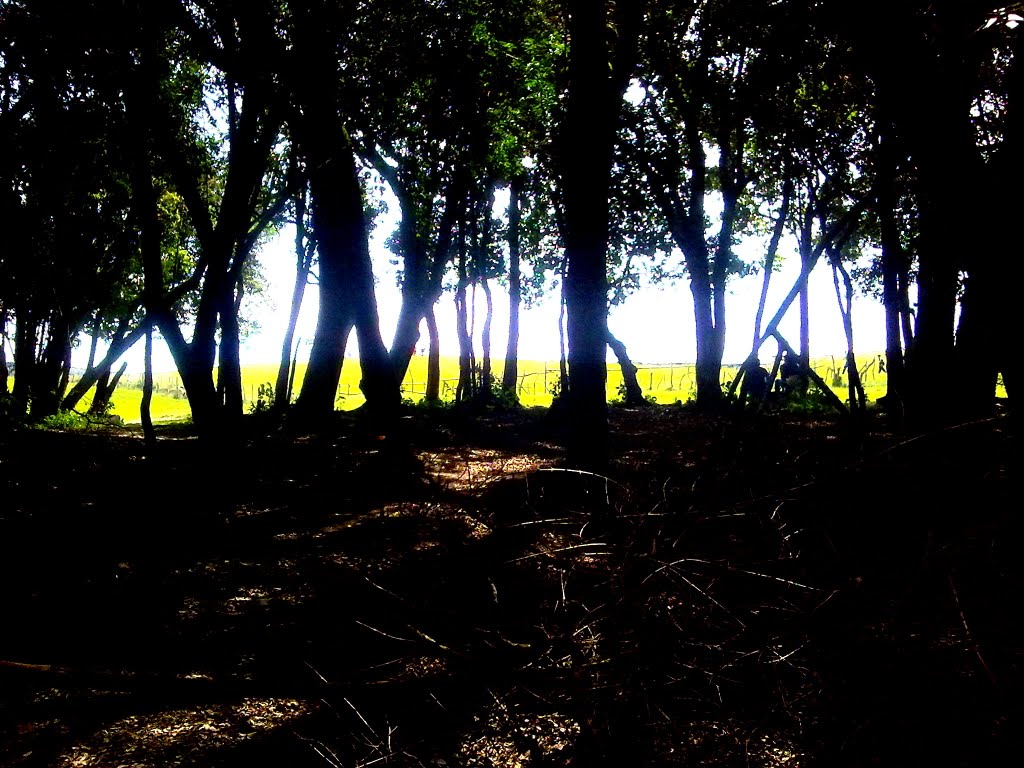 Bosque de Cubiro by nelson pocho suarez