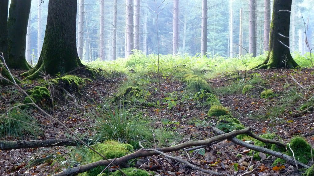 Wanderweg A1 Arnsberg by Ray Kl