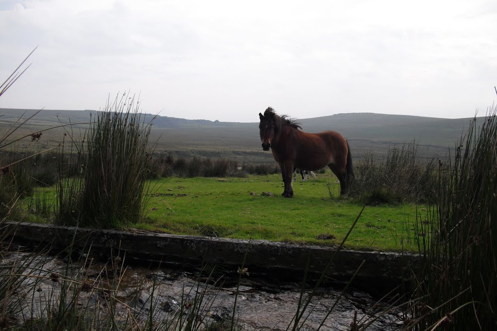 Dartmoor by timpami