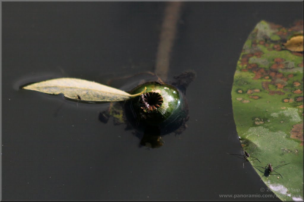 Wasserläufer an Seerose by FSup