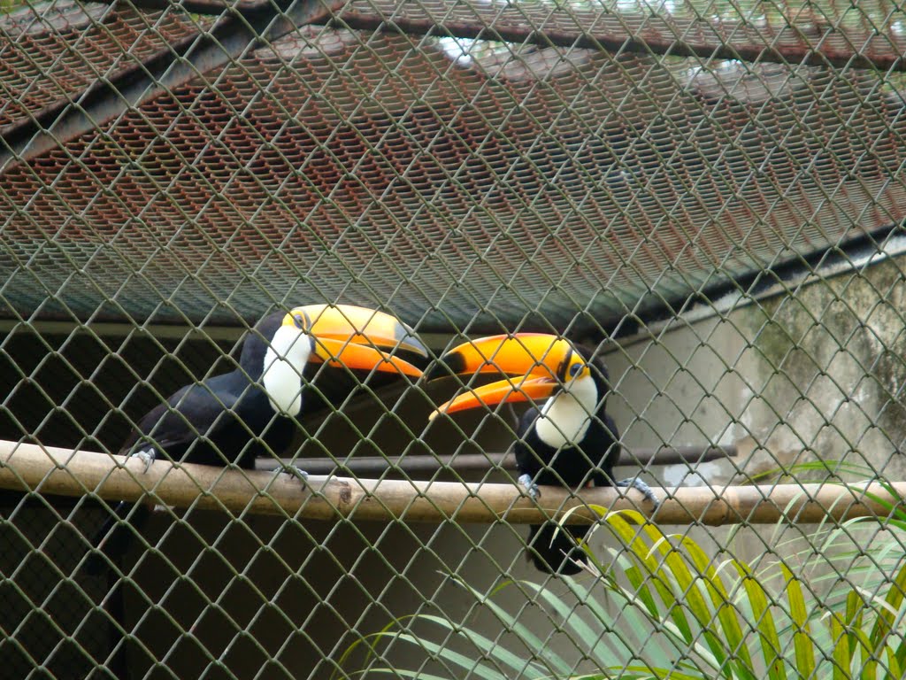 Espaço do Tucano no Zoo de VR by Alexandre Amorim Caa…