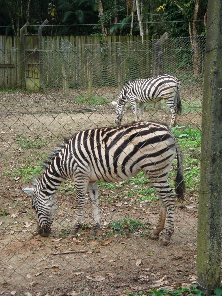 Espaço da Zebra no Zoo de VR by Alexandre Amorim Caa…