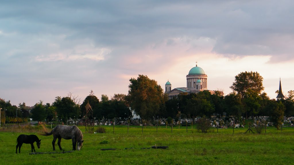 Kanca és csikaja a város határában by Zoltán Szabó