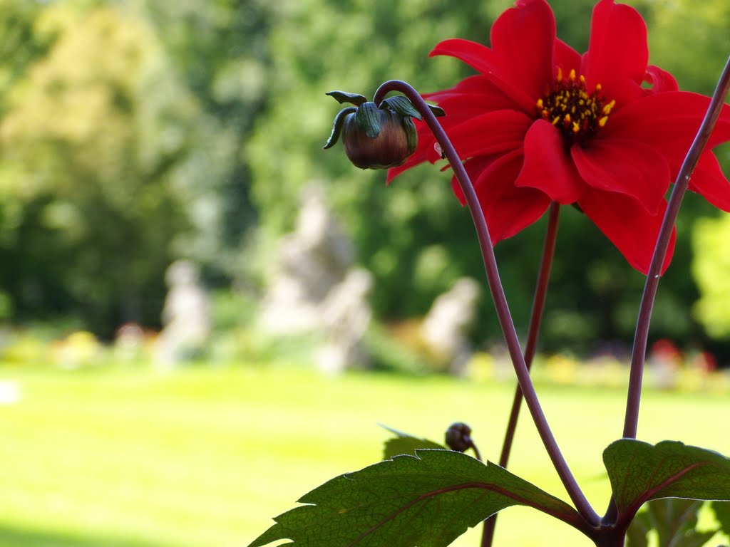 Jardin of Residenz, Würzburg, 22 Aug 2010 by anagh