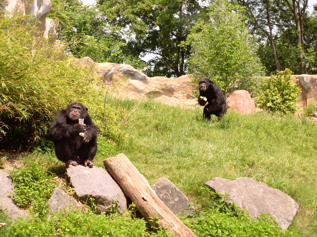 Schimpansen, Leipzig Zoo by Parvis