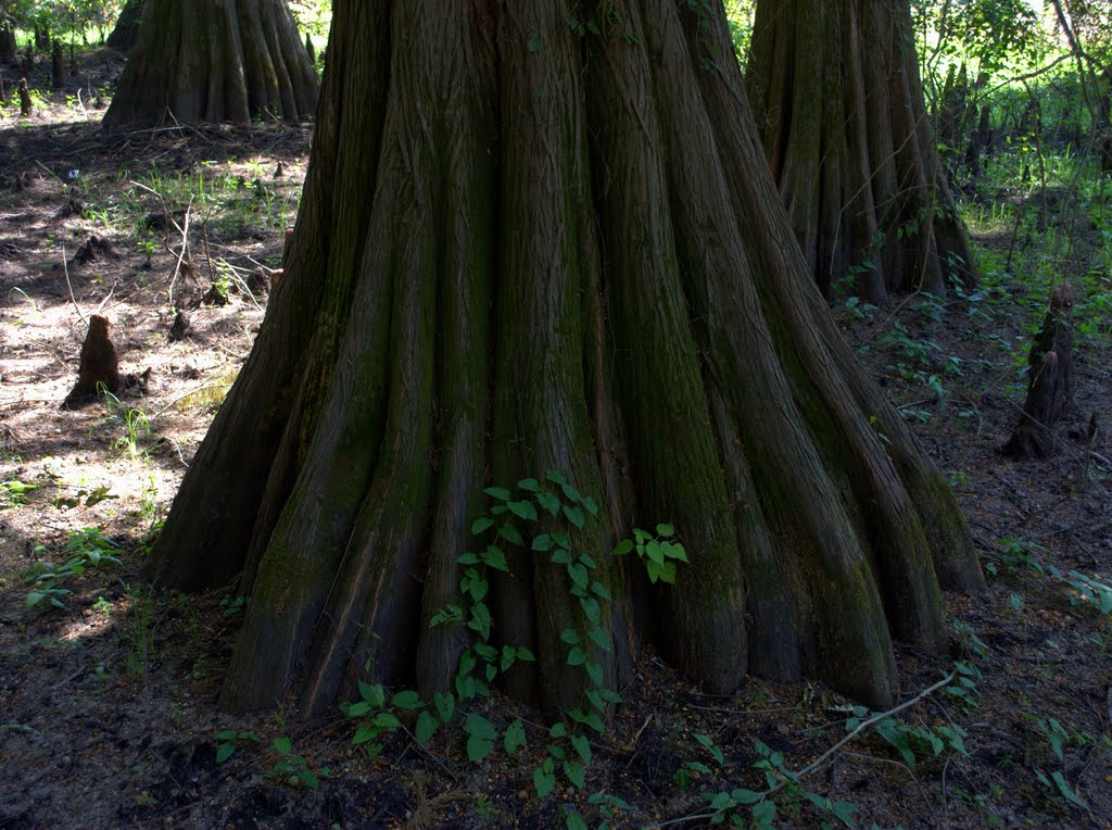 Cyress Tree by Brooks Family