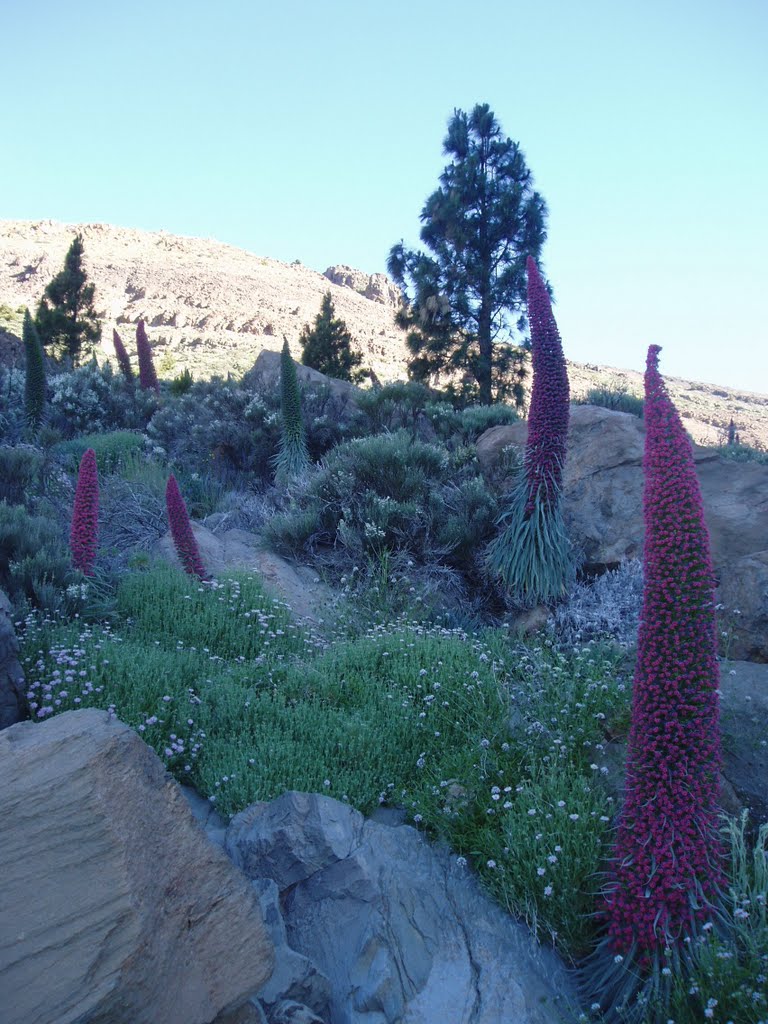 TAJINASTE ROJO - 3 (TENERIFE) by Fernando  Álvarez