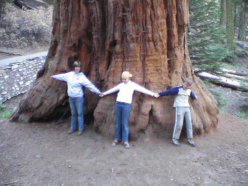 Look how wide these trees grow by WinandB