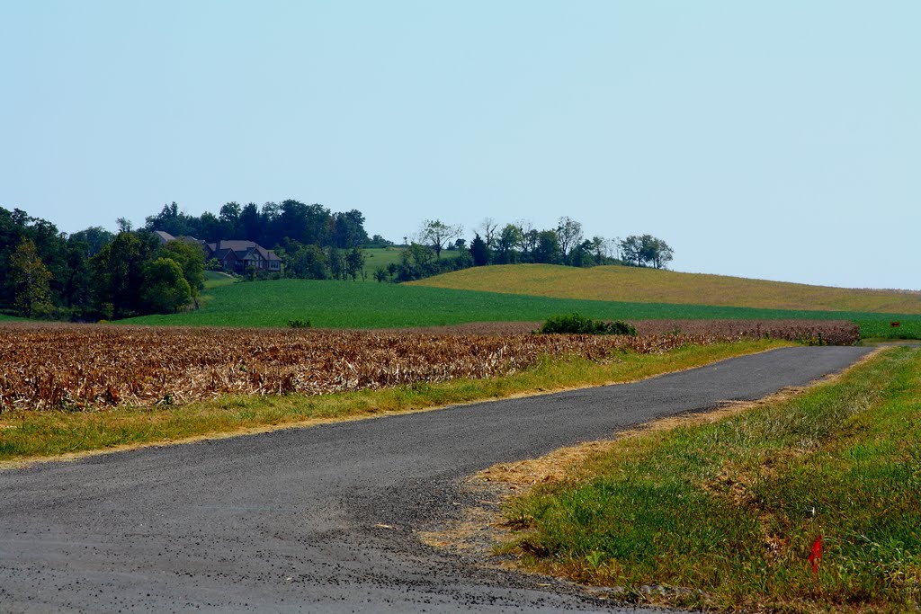 Rose Road by matneym