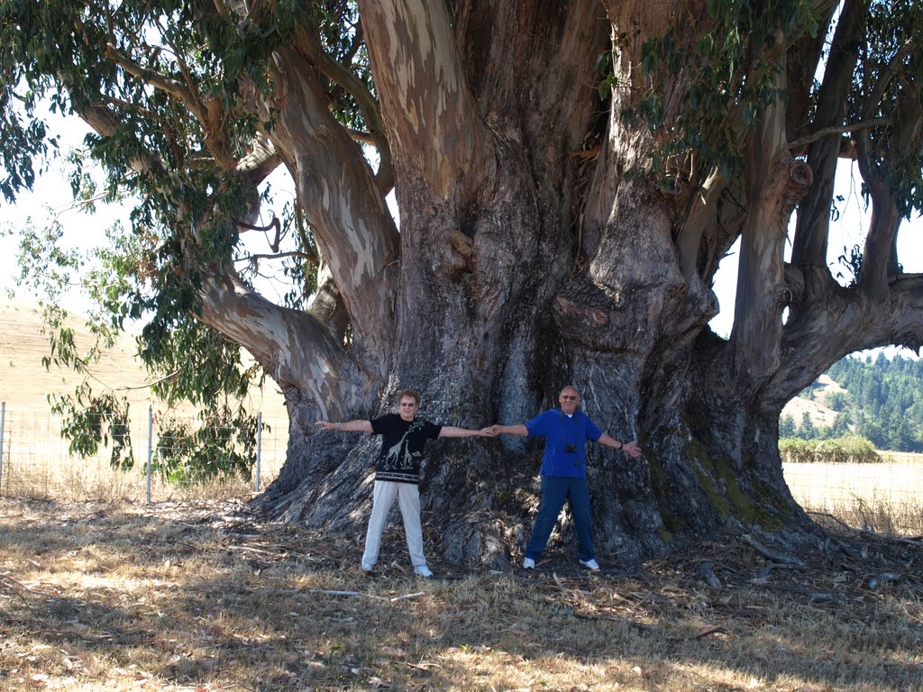 Worlds largest bluegum eucalyptus tree by asdbluewater