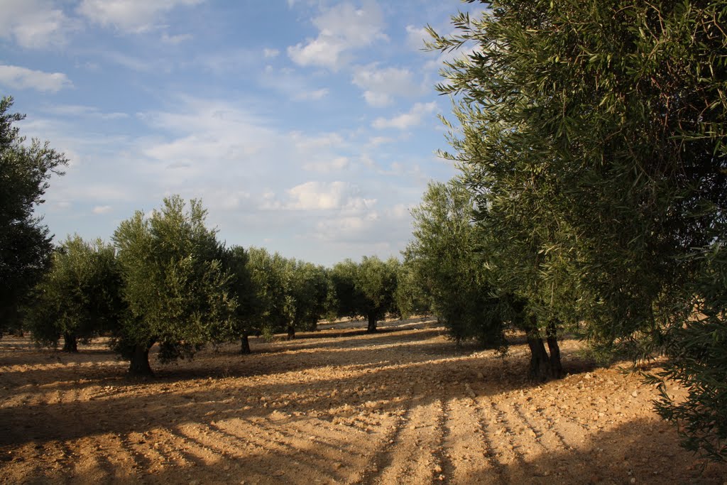 Olivares en Menasalbas by fvg-toledo