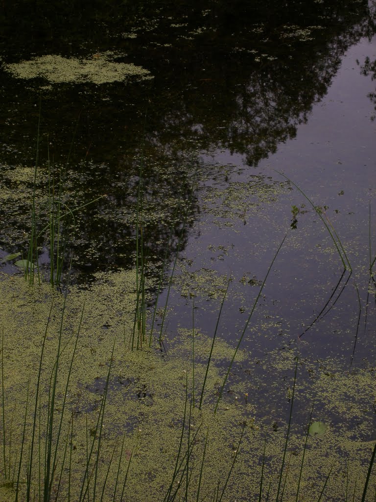 Teal pond by lafong