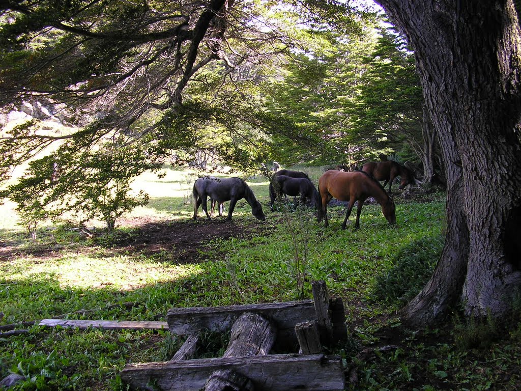 Parque Nacional Tierra del Fuego, por el sendero de la costa by Antonio Picone