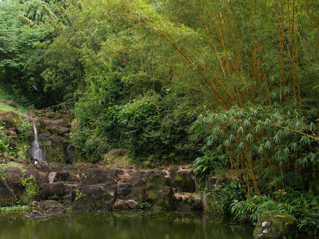 Pond with Bamboo by JoePuget