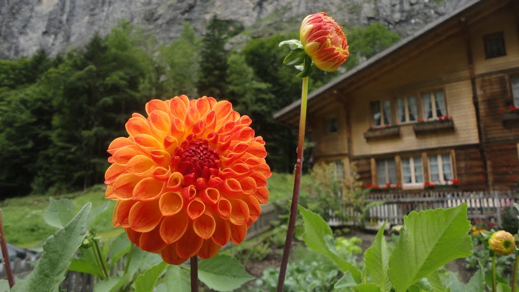 Swiss Flowers in Lauterbrunnen by thafreshjive