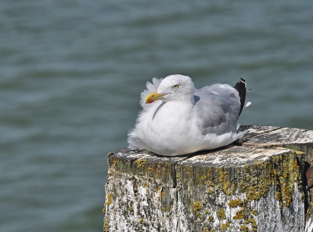 Zilvermeeuw (Larus argentatus) by Dani Isaie