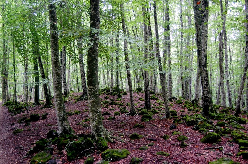 La Fageda d'En Jordà (2010) by Javier Cuchí