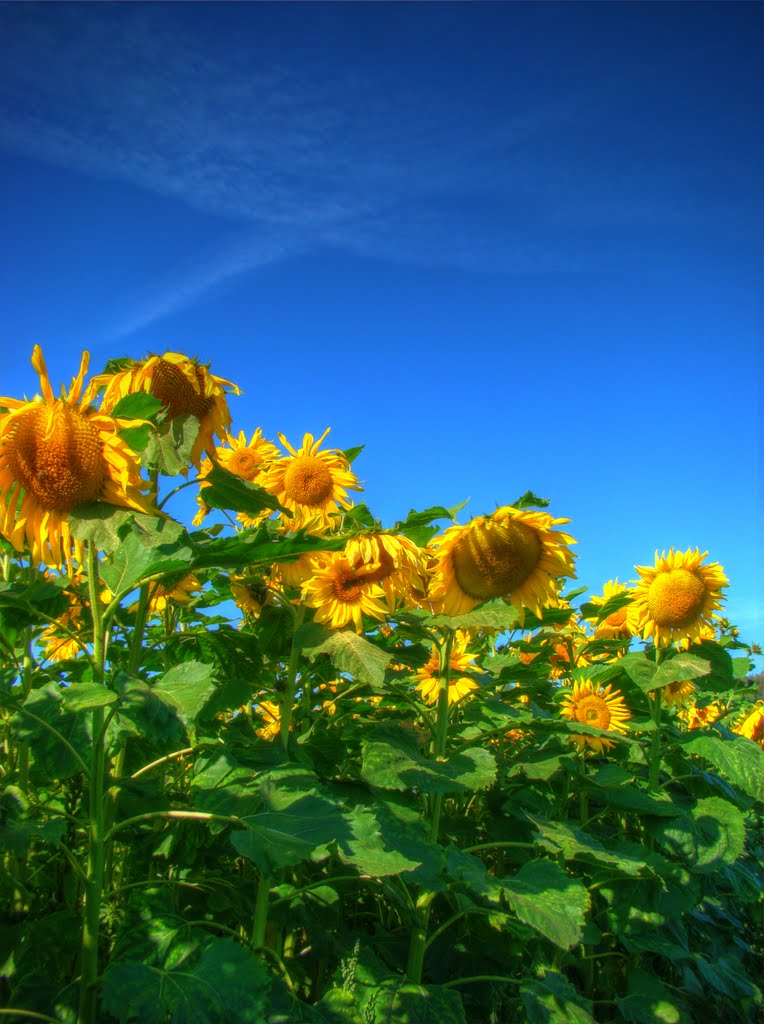 Sonnenblumen / Sunflowers by Veitinger