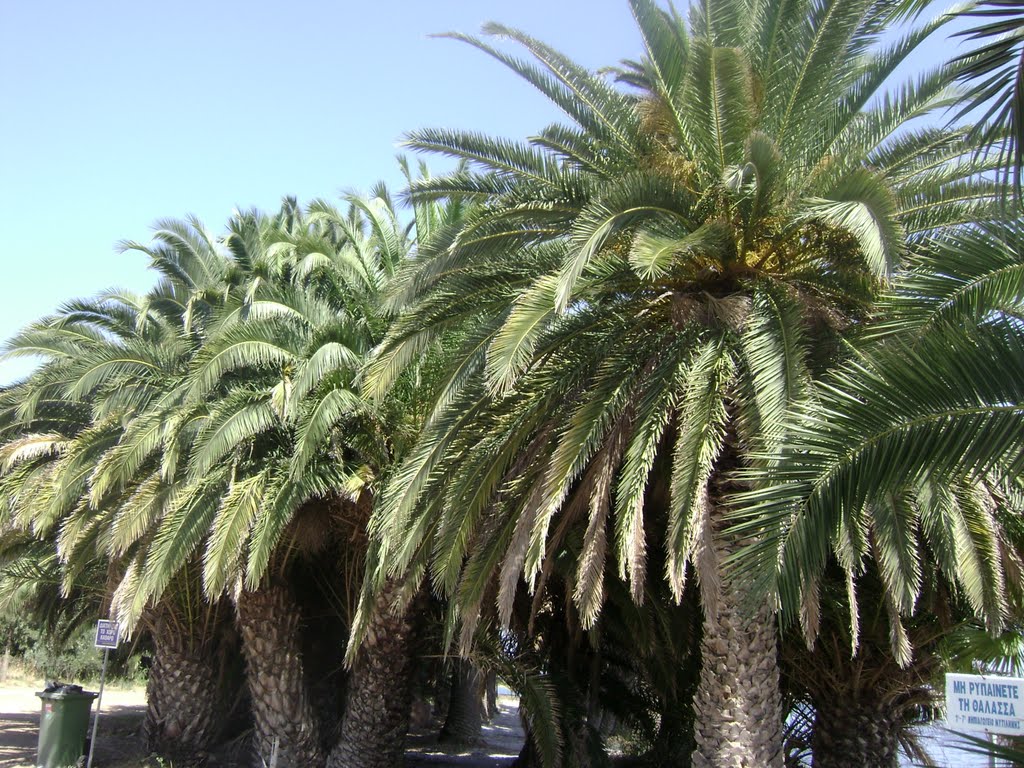 Canary island date palm semi-natural forest of Kalamʝaris_Lesvos by KostasLoukis.mytil