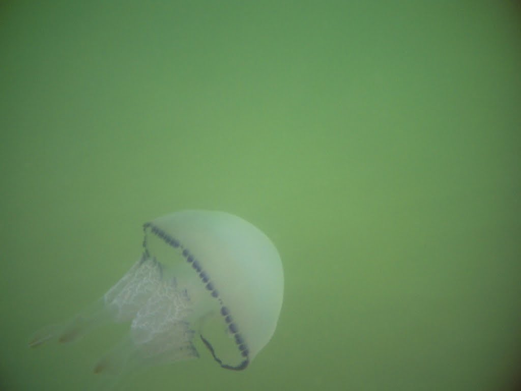 Jellyfish under water by D.H