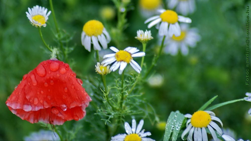 Flowers in the border - Virágok az országhatáron... Kübekháza DSC_1653-1 by A. Zoltán Sárdi (pho…