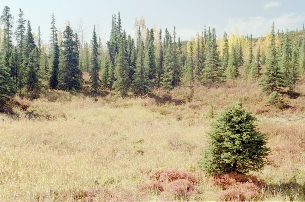 10-11-06: field near wonder lake by David Dugan