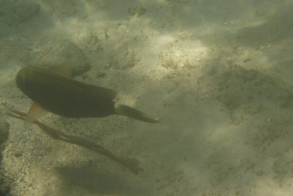 Begegnung unter Wasser by kdegen