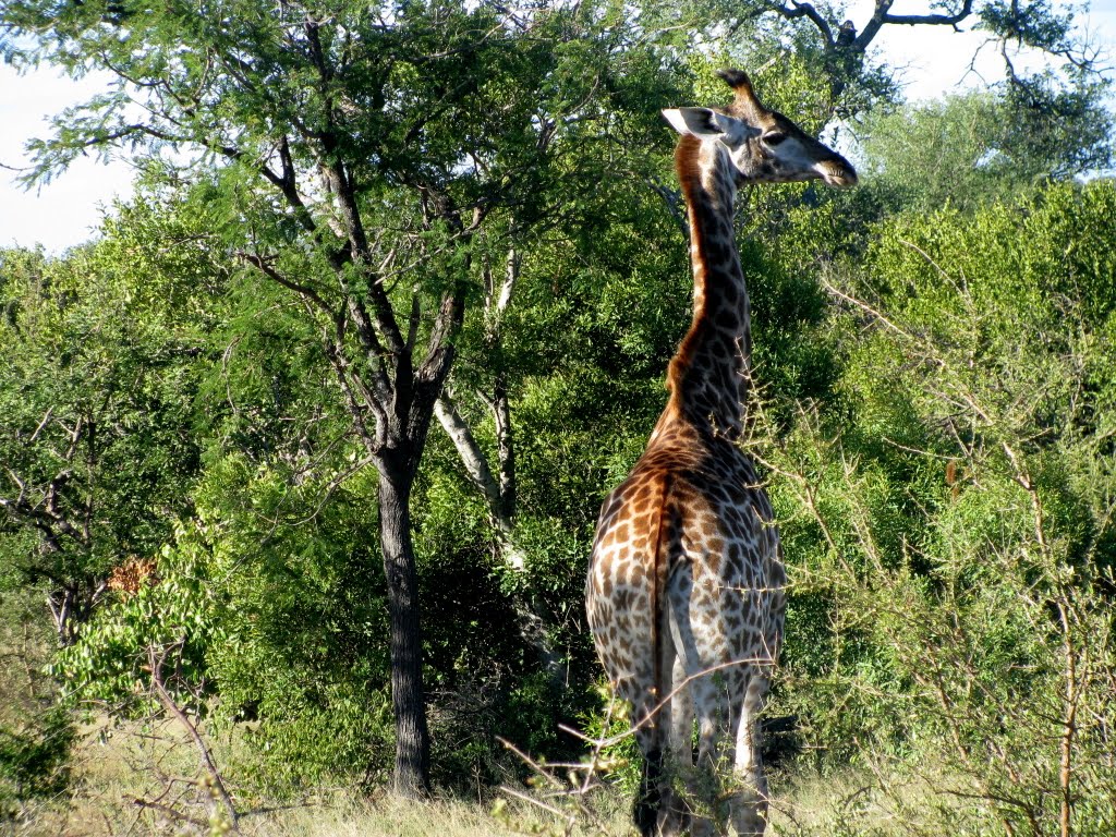 Hoedspruit, South Africa by Andrei David