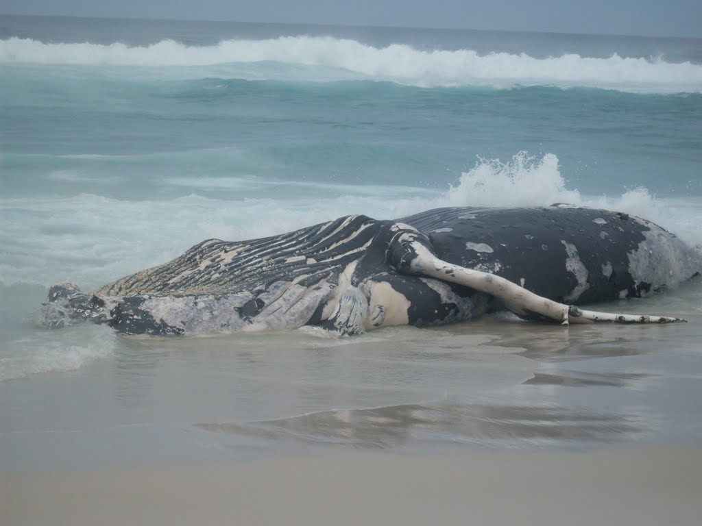 Baleia que encalhou na Praia de figueira´- Arraial do Cabo by Denise de Oliveira F…