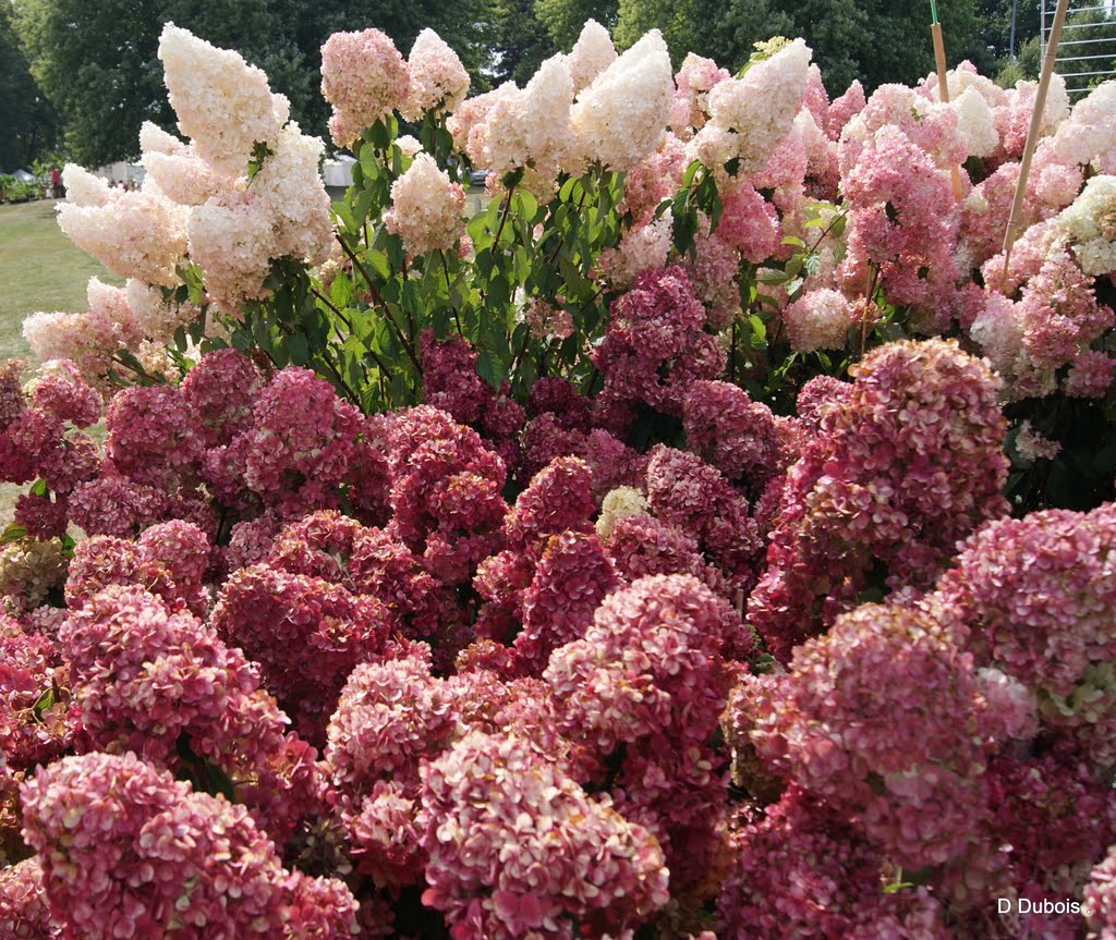 Hortensia hydrangea Vanille fraise-Le Grand Blottereau by Dubois dominique