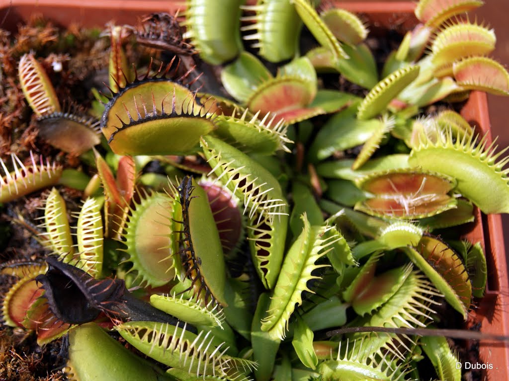 Plantes carnivores- Le grand Blottereau Nantes by Dubois dominique